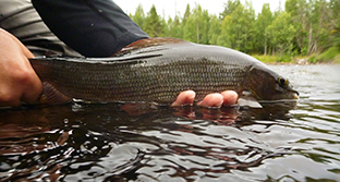 Fliegenfischen in Schwedisch - Lappland. Hier setzt ein schwedischer Fliegenfischer seine große Äsche zurück.