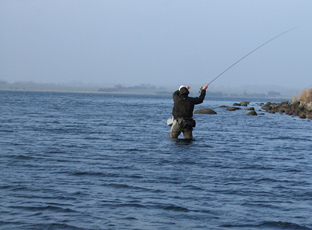 Fliegenfischen auf Meerforelle aus der Ostsee; hier in Dänemark, Insel Als