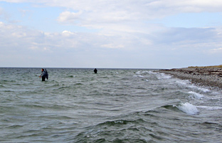 Fliegenfischen auf Meerforelle an der Ostsee