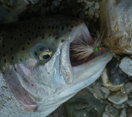 Steinfliegen - Imitation beim Fliegenfischen an der Vellach in Österreich