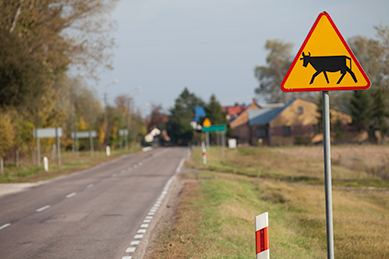 Vorsicht Kühe auf der Straße